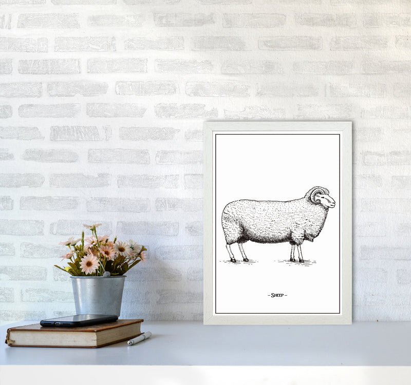 Sheep Art Print by Jason Stanley A3 Oak Frame