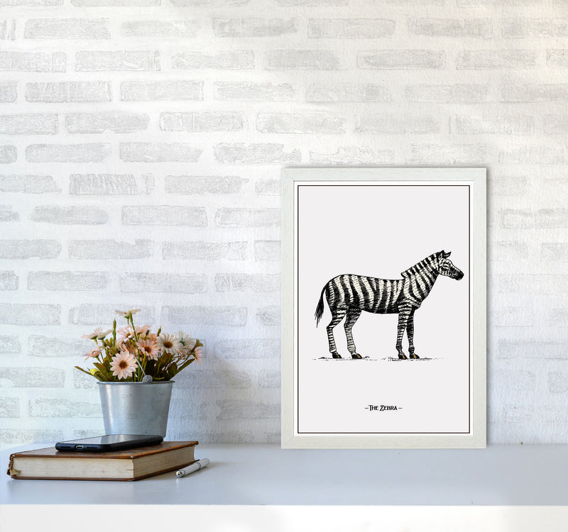 The Zebra Art Print by Jason Stanley A3 Oak Frame