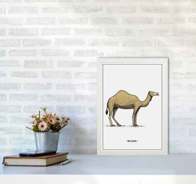 The Camel Art Print by Jason Stanley A3 Oak Frame