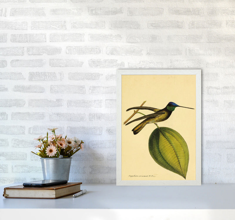 Sapphire Crowned Hummingbird Art Print by Jason Stanley A3 Oak Frame