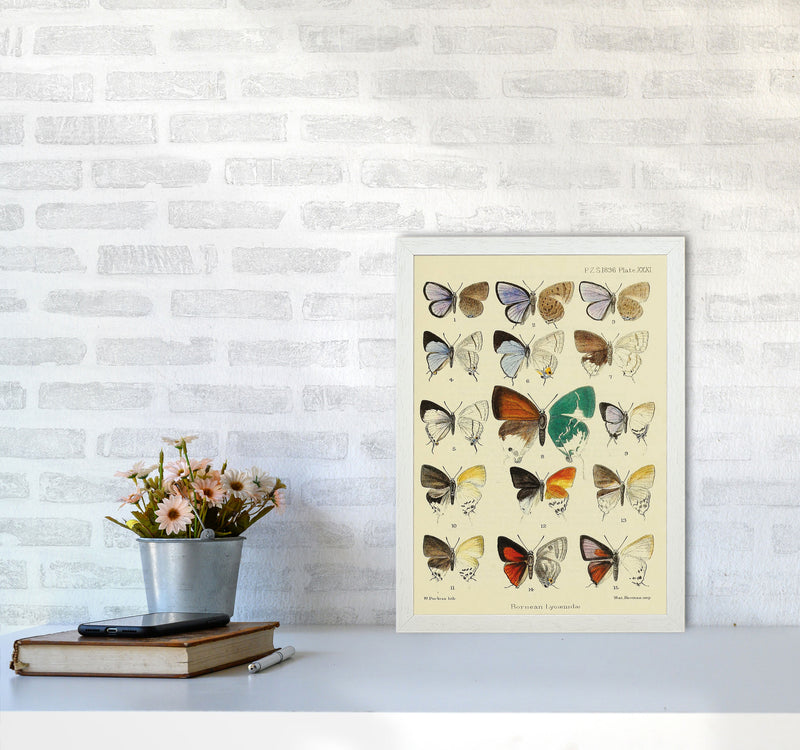 Vintage Butterfly Assortment Art Print by Jason Stanley A3 Oak Frame