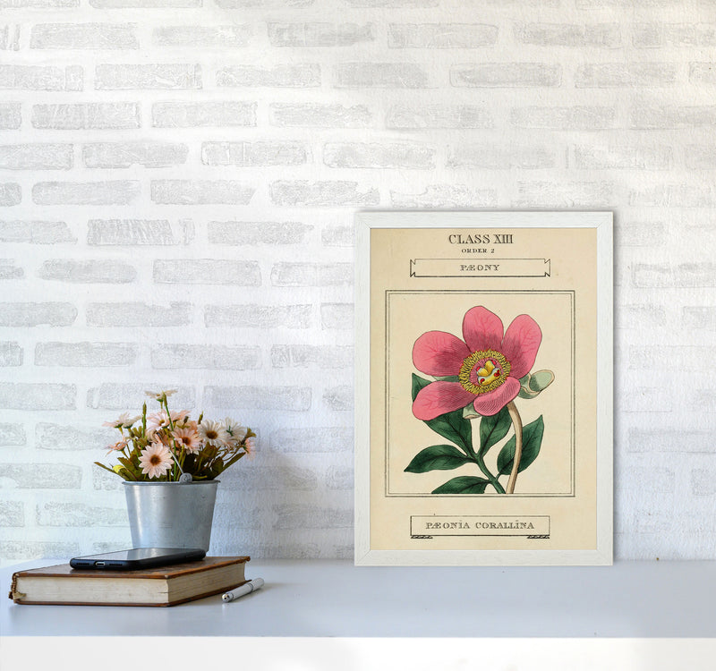 Vintage Flower Series 6 Art Print by Jason Stanley A3 Oak Frame