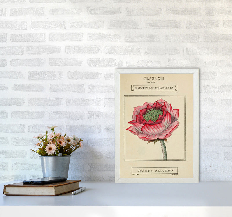 Vintage Flower Series 7 Art Print by Jason Stanley A3 Oak Frame