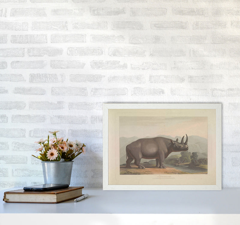 Vintage Rhino Illustration Art Print by Jason Stanley A3 Oak Frame