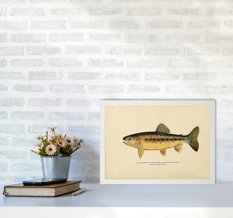 Golden Trout Illustration Art Print by Jason Stanley A3 Oak Frame