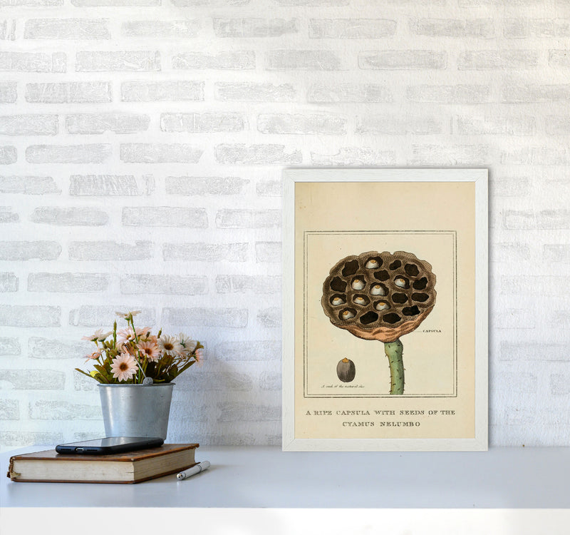 Vintage Flower Series 3 Art Print by Jason Stanley A3 Oak Frame