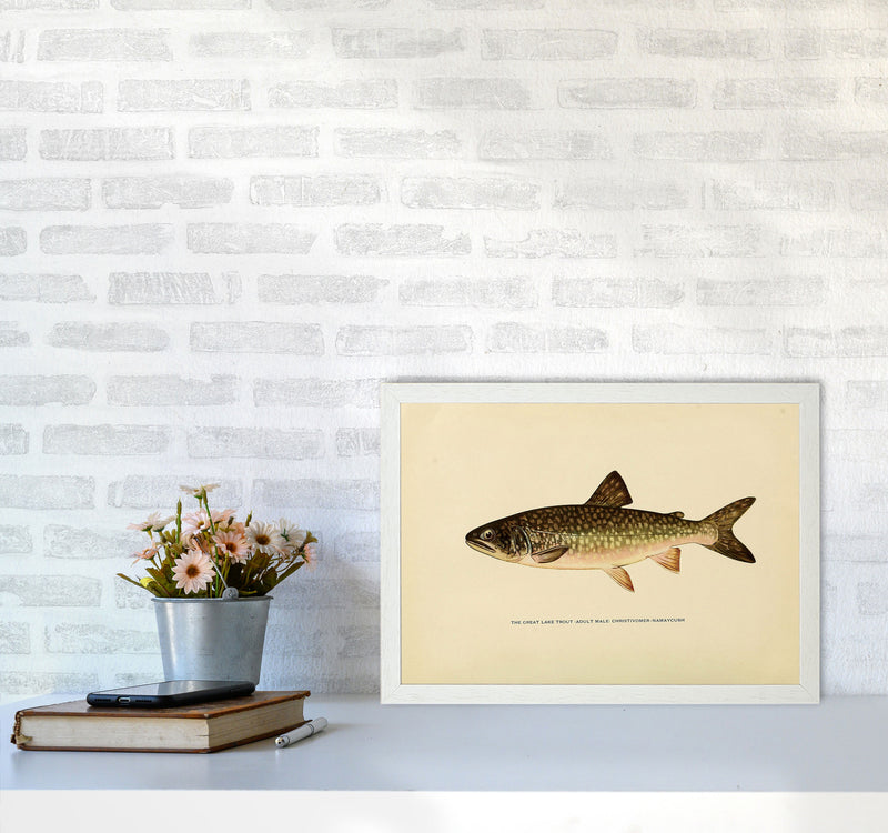 Lake Trout Illustration Art Print by Jason Stanley A3 Oak Frame