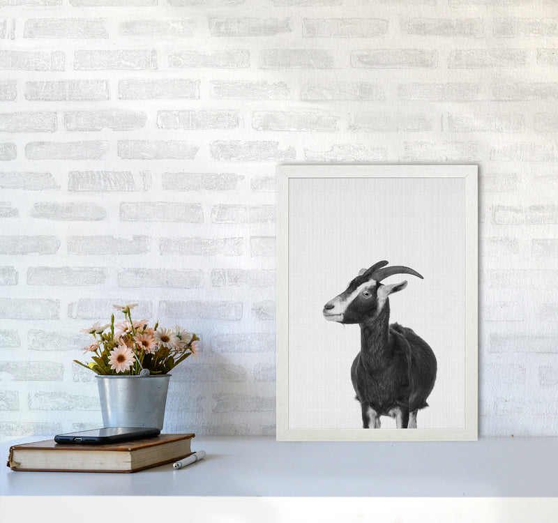 This Goat Takes The Cake Art Print by Jason Stanley A3 Oak Frame