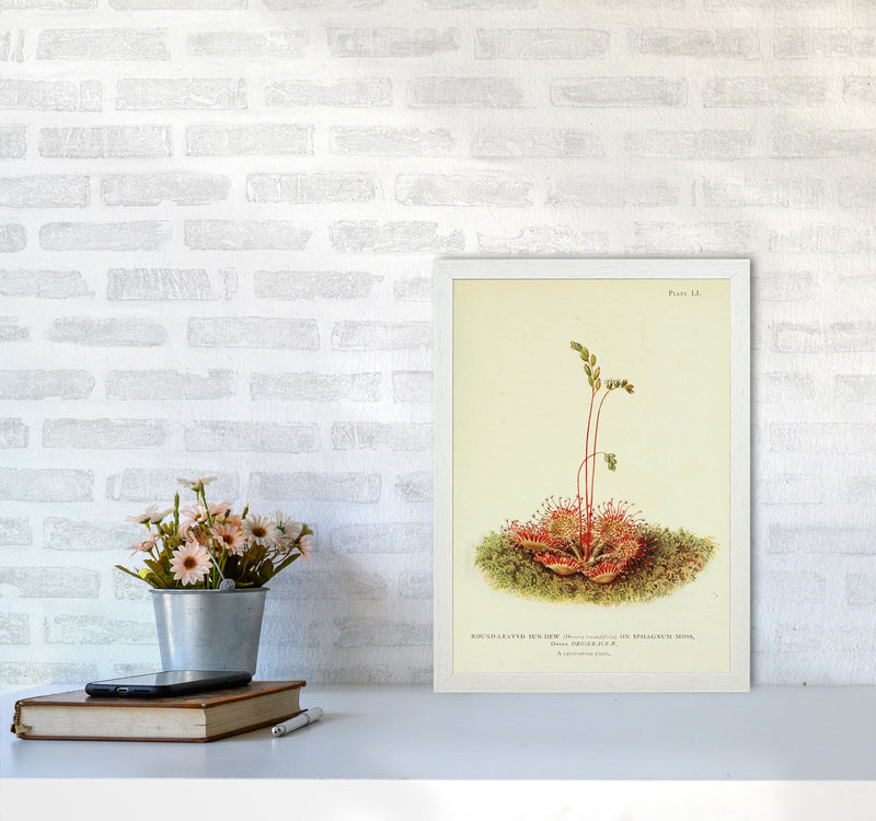 A Carnivorous Plant Art Print by Jason Stanley A3 Oak Frame