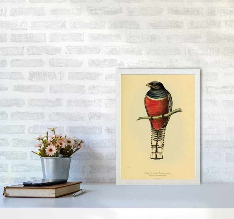 Purple Breasted Trogon Art Print by Jason Stanley A3 Oak Frame