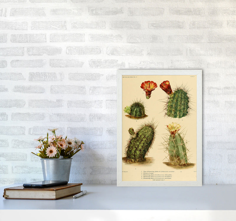 Cactus Series 1 Art Print by Jason Stanley A3 Oak Frame