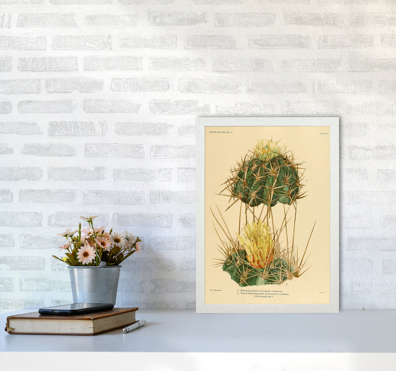 Cactus Series 10 Art Print by Jason Stanley A3 Oak Frame