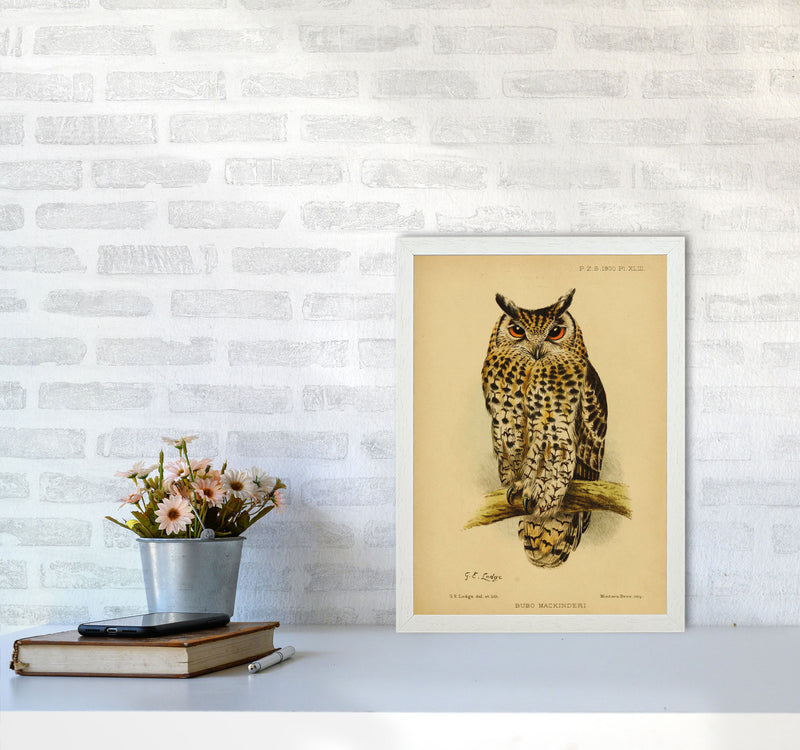 Vintage Owl Copy Art Print by Jason Stanley A3 Oak Frame
