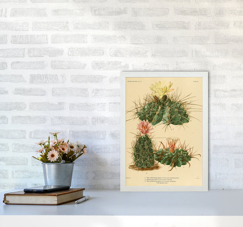 Cactus Series 11 Art Print by Jason Stanley A3 Oak Frame