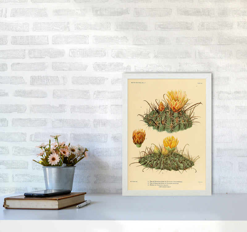 Cactus Series 9 Art Print by Jason Stanley A3 Oak Frame