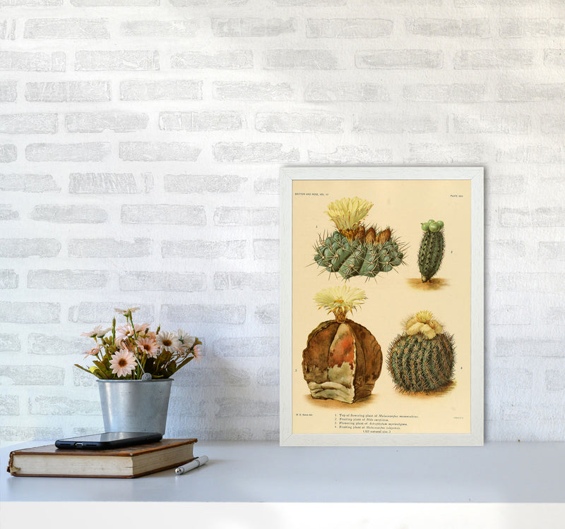 Cactus Series 16 Art Print by Jason Stanley A3 Oak Frame