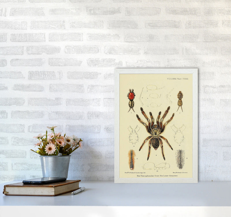 Vintage Tarantula Art Print by Jason Stanley A3 Oak Frame