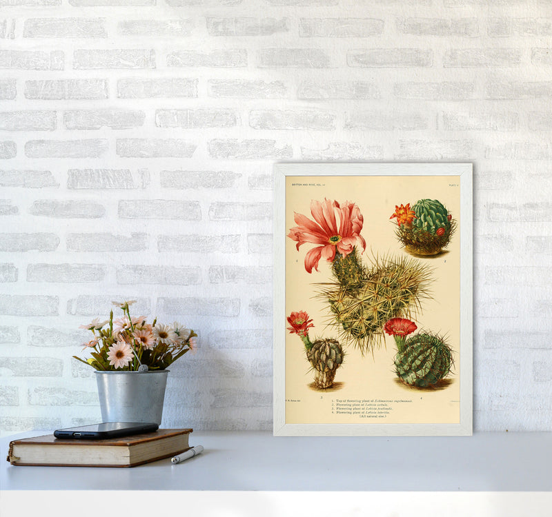 Cactus Series 4 Art Print by Jason Stanley A3 Oak Frame