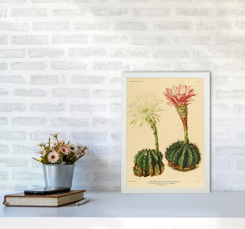 Cactus Series 5 Art Print by Jason Stanley A3 Oak Frame