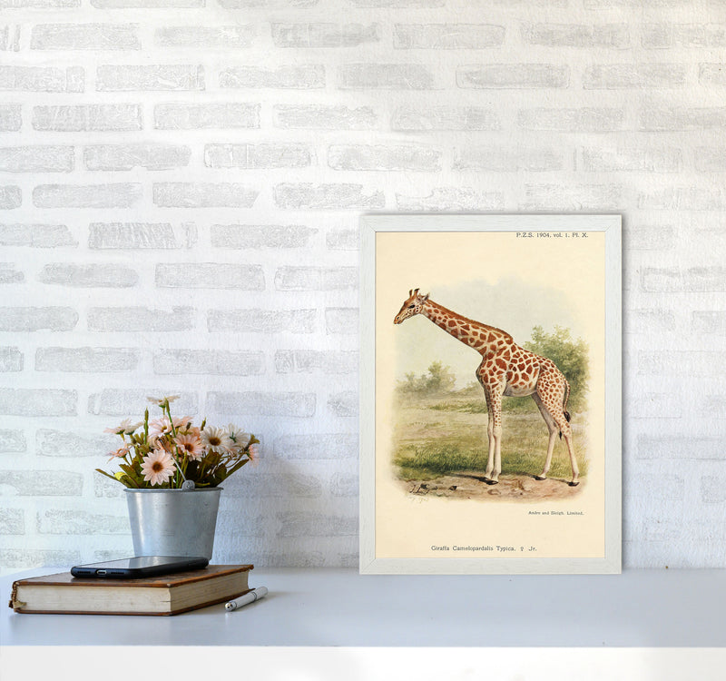 The Gentle Giraffe Art Print by Jason Stanley A3 Oak Frame