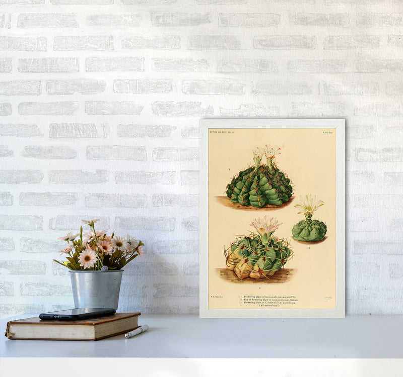 Cactus Series 13 Art Print by Jason Stanley A3 Oak Frame