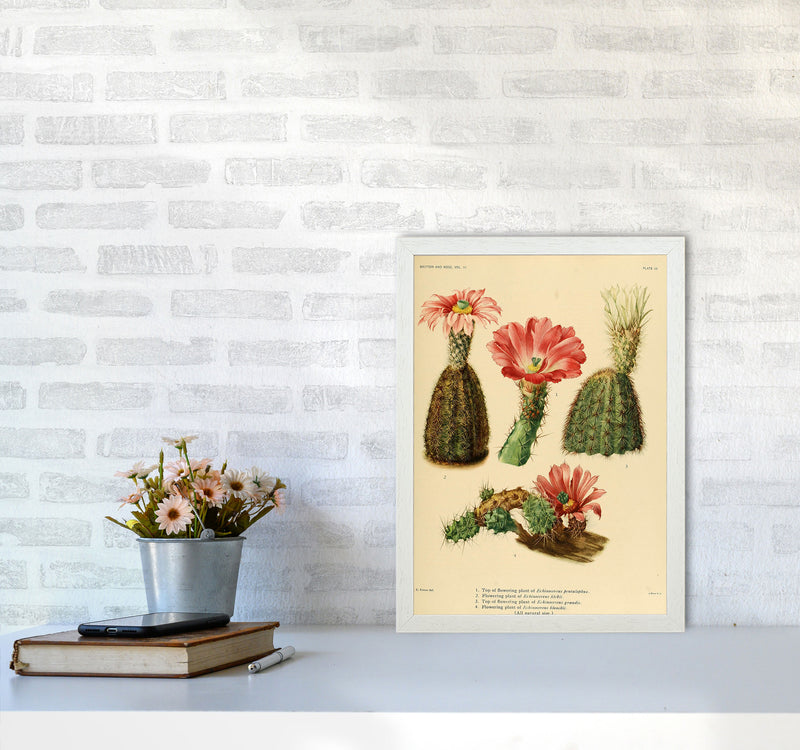 Cactus Series 2 Art Print by Jason Stanley A3 Oak Frame