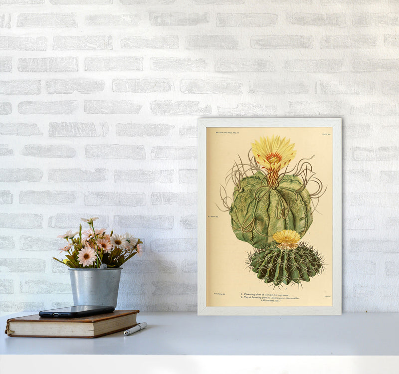 Cactus Series 15 Art Print by Jason Stanley A3 Oak Frame