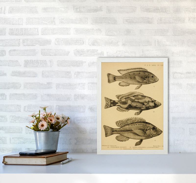 Vintage Fish Art Print by Jason Stanley A3 Oak Frame