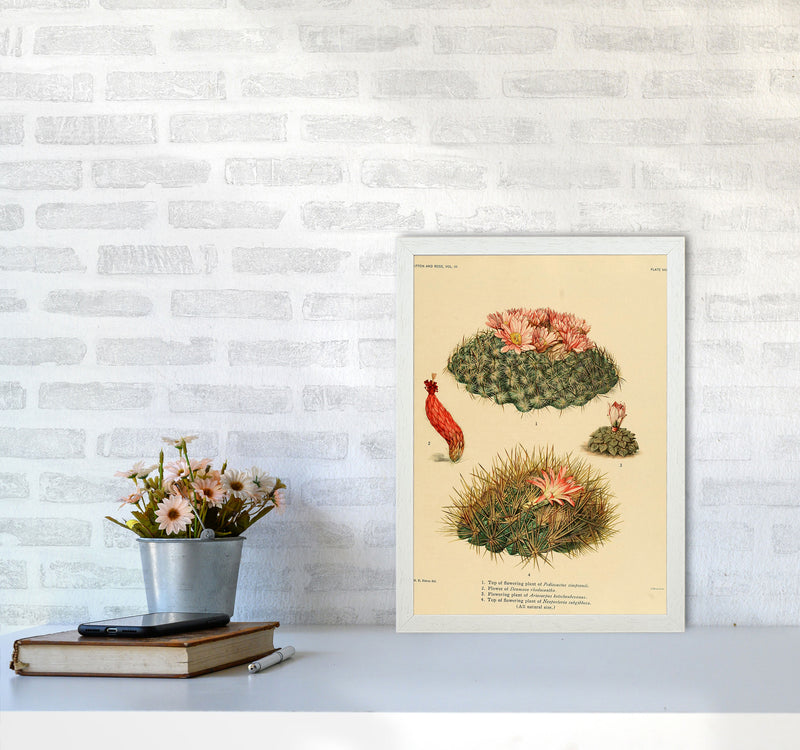 Cactus Series 7 Art Print by Jason Stanley A3 Oak Frame
