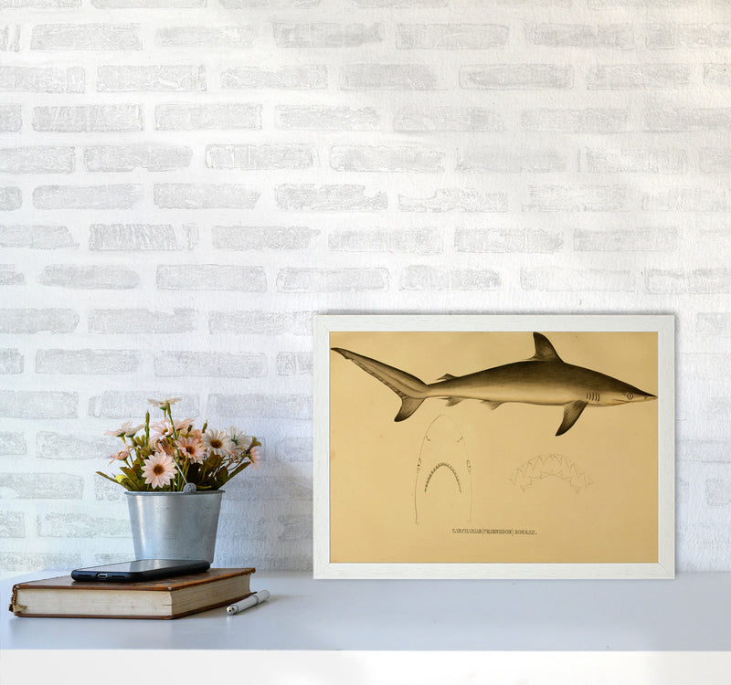 Shark Series 4 Art Print by Jason Stanley A3 Oak Frame