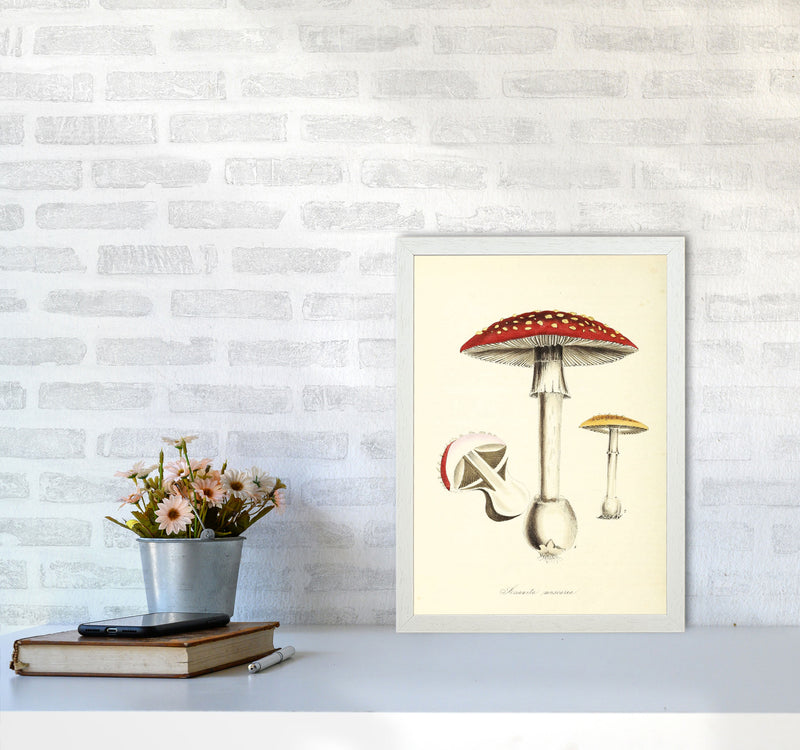 Magic Mushrooms Art Print by Jason Stanley A3 Oak Frame