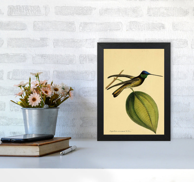 Crowned Humming Bird Art Print by Jason Stanley A4 White Frame