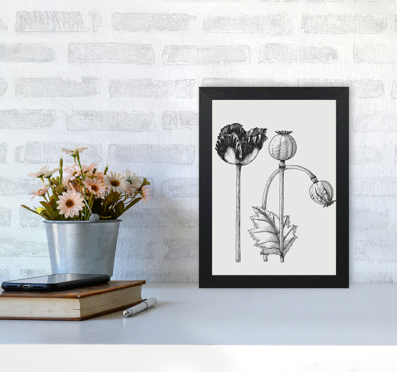 Vintage Poppy Plant Art Print by Jason Stanley A4 White Frame