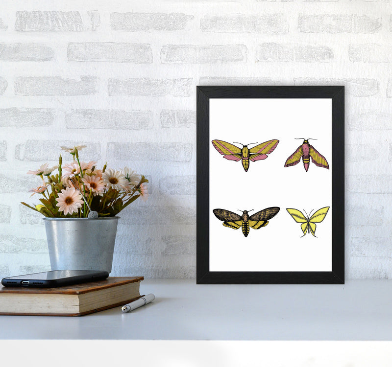 Vintage Moths Art Print by Jason Stanley A4 White Frame