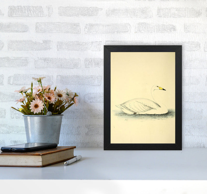 Vintage Swan Art Print by Jason Stanley A4 White Frame