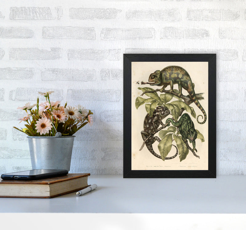 Vintage Chameleon Illustration Art Print by Jason Stanley A4 White Frame