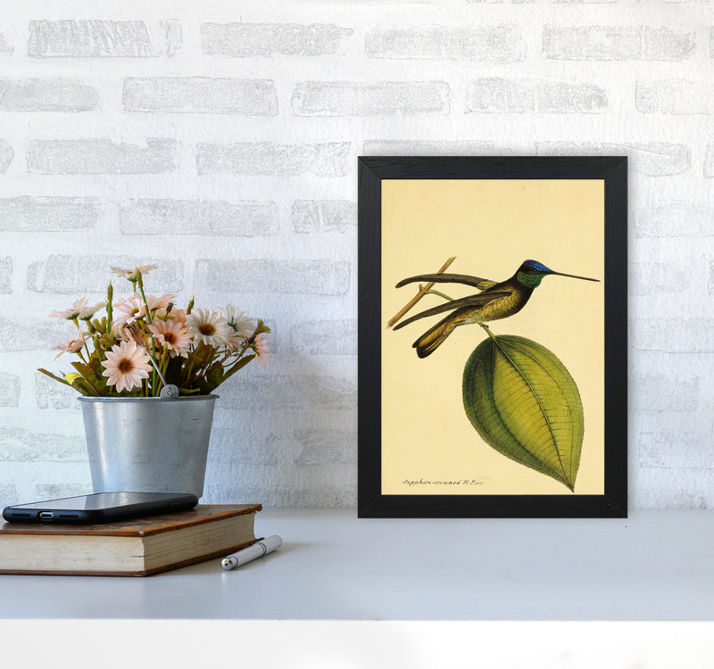 Sapphire Crowned Hummingbird Art Print by Jason Stanley A4 White Frame