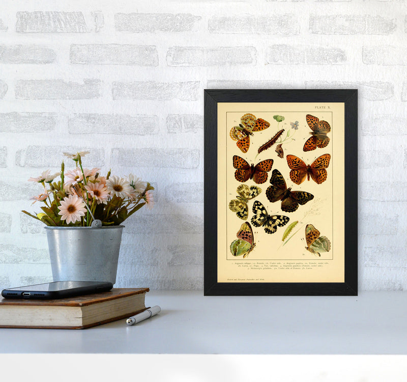 Vintage Butterfly Illustration Art Print by Jason Stanley A4 White Frame
