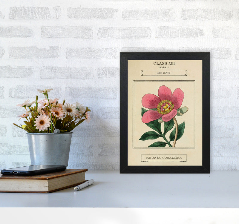 Vintage Flower Series 6 Art Print by Jason Stanley A4 White Frame