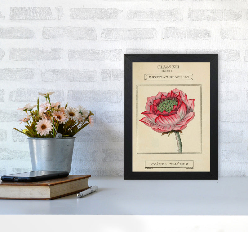 Vintage Flower Series 7 Art Print by Jason Stanley A4 White Frame