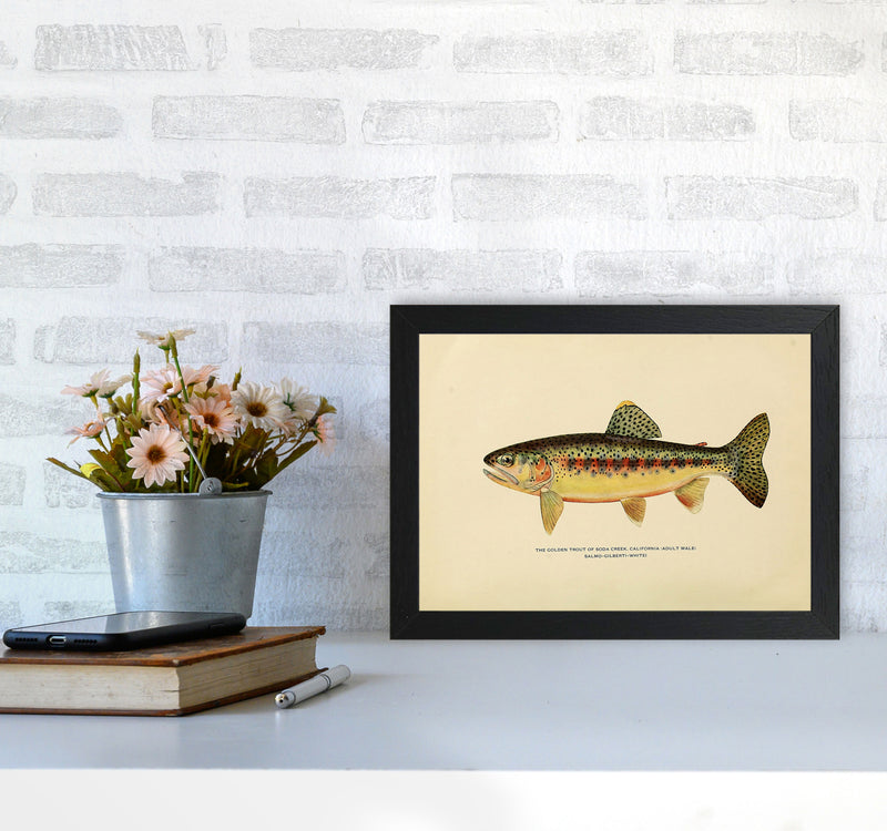 Golden Trout Illustration Art Print by Jason Stanley A4 White Frame