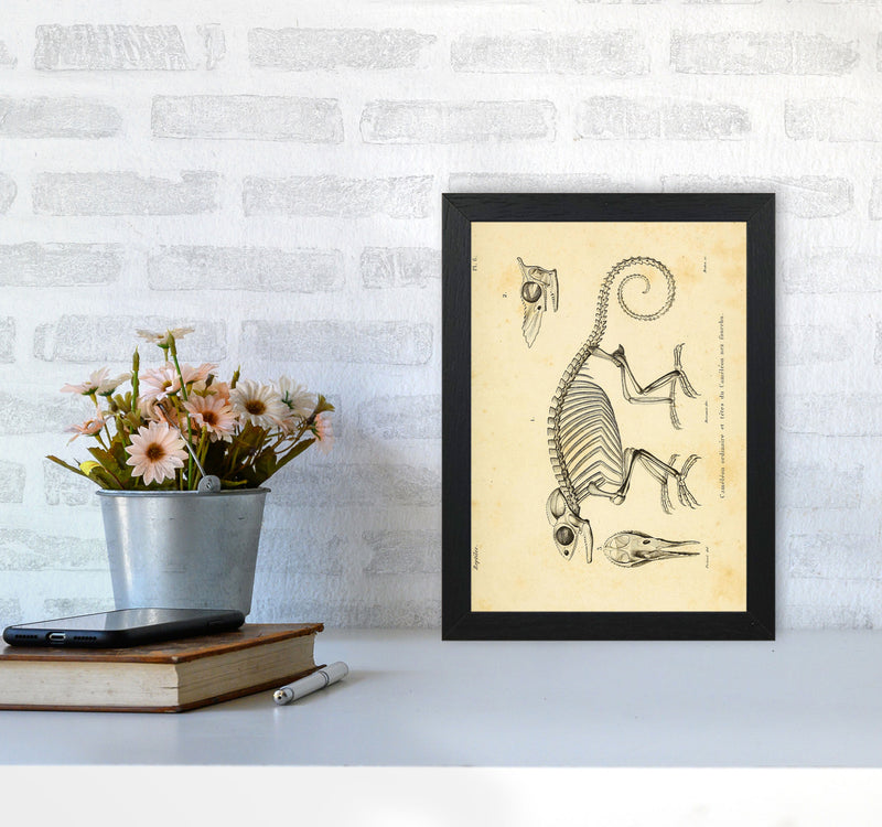 Chameleon Skeleton System Art Print by Jason Stanley A4 White Frame