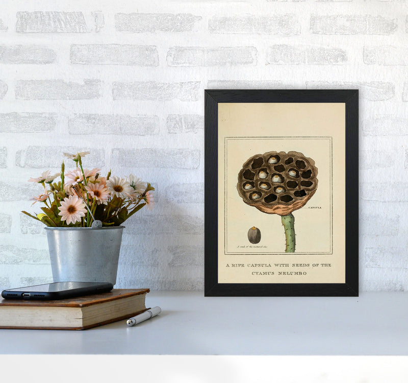 Vintage Flower Series 3 Art Print by Jason Stanley A4 White Frame