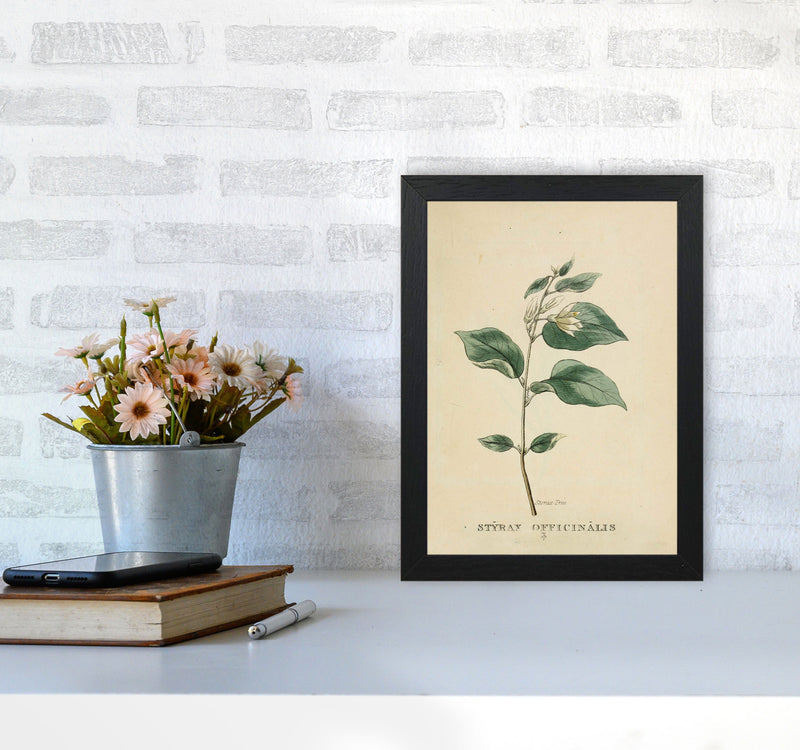 Vintage Flower Series 1 Art Print by Jason Stanley A4 White Frame