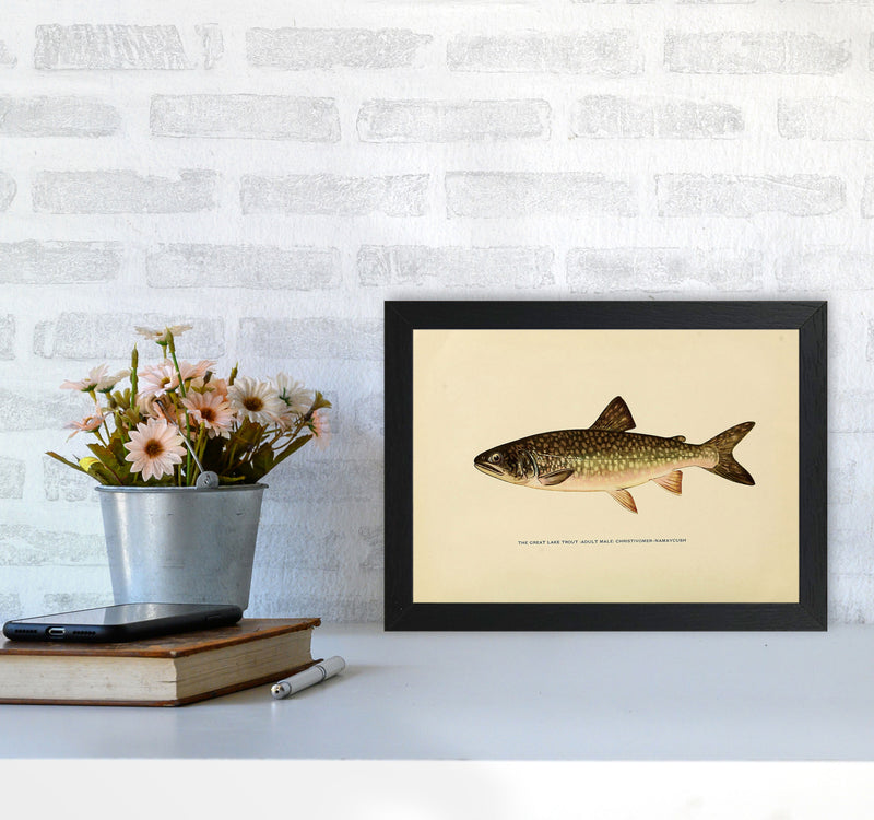 Lake Trout Illustration Art Print by Jason Stanley A4 White Frame