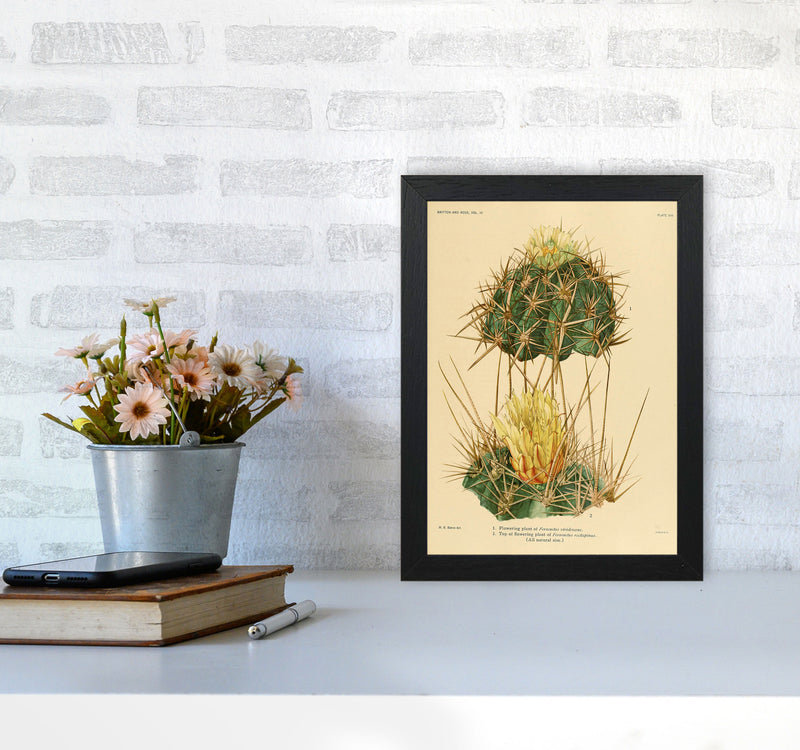 Cactus Series 10 Art Print by Jason Stanley A4 White Frame