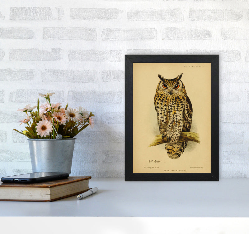 Vintage Owl Copy Art Print by Jason Stanley A4 White Frame