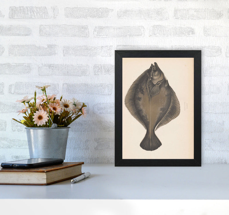 Vintage Flounder Art Print by Jason Stanley A4 White Frame