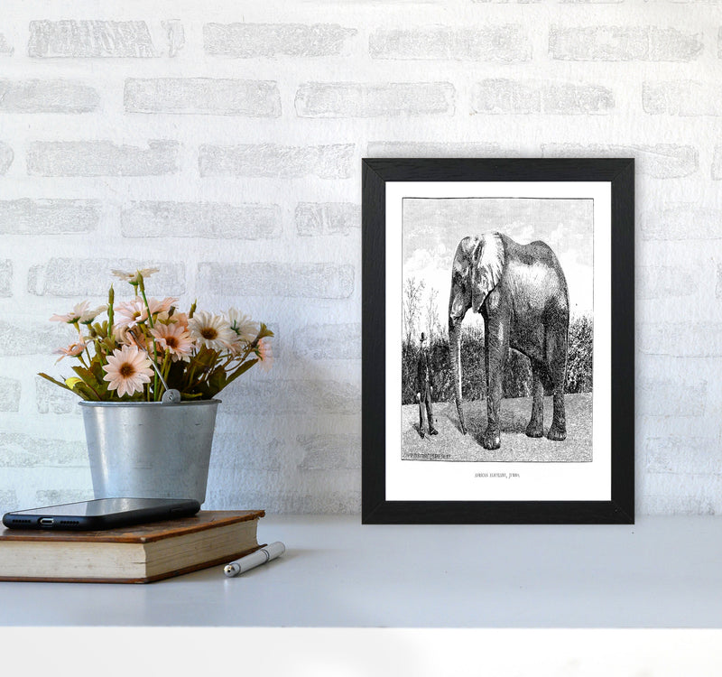 African Elephant Art Print by Jason Stanley A4 White Frame