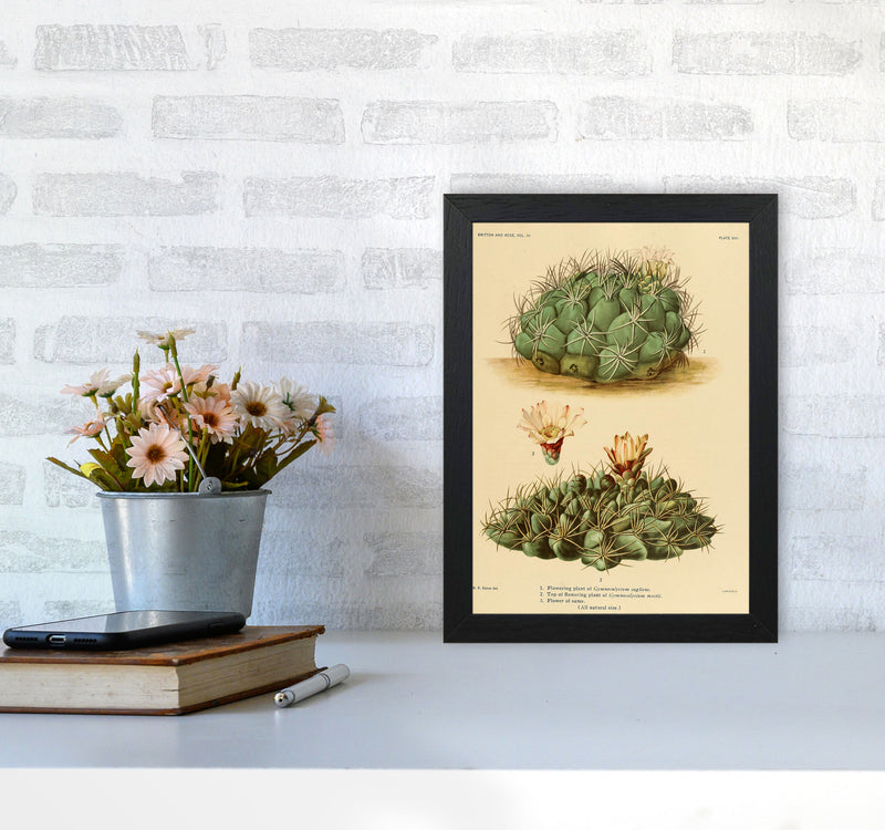 Cactus Series 12 Art Print by Jason Stanley A4 White Frame